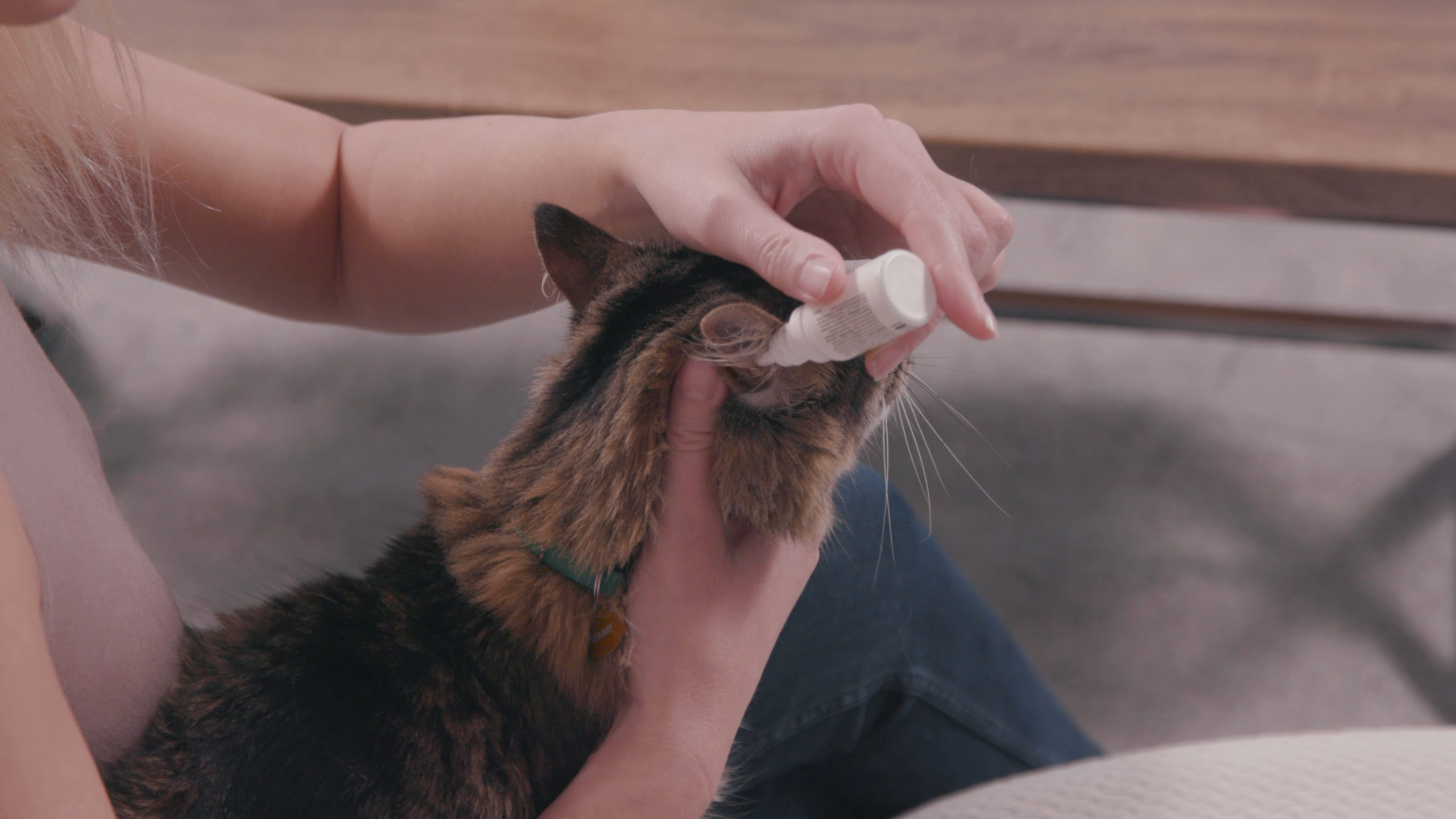 How to give ear drops to your cat