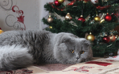 image for Spoiling Your Pet This Holiday Season!